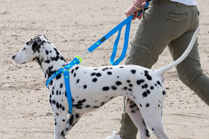 Peloton und Canada Pooch bringen Limited-Edition Haustier-Fitness-Accessoires auf den Markt.