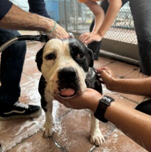 Tierärztliche Formel unterstützt das Florida Pet Rescue für den Monat Clear the Shelters, Nationaler Hundetag