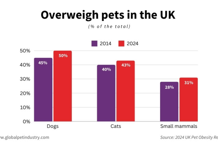 Anzahl übergewichtiger Hunde und Katzen in Großbritannien in den letzten zehn Jahren gestiegen